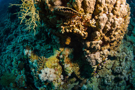 美丽的红海暗礁的海底景色