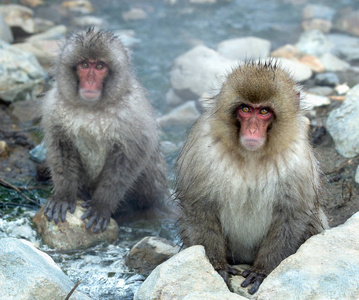 雪猴靠近天然温泉..日本猕猴科学名称马卡福斯卡塔，又称雪猴。