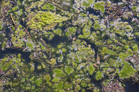 藻类在受污染的水中绽放