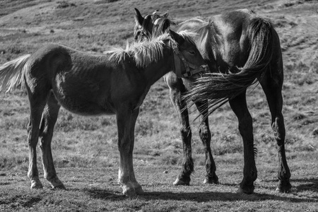 可爱的小马驹与母马在牧场黑白。 两匹马在野外单色。 乡村牧场生活。 动物家庭概念。 幼驹和母马在草地上放牧。