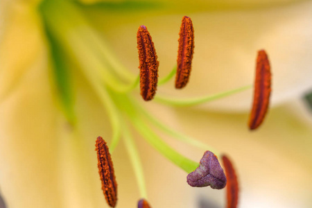 黄花菜花特写的雄蕊和杵。