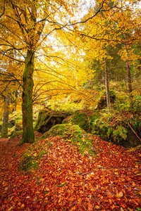 森林穿着秋装图片