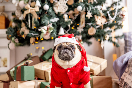 小狗在圣诞老人服装坐在圣诞树下的礼物