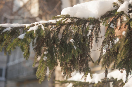 云杉在雪帽下的树枝