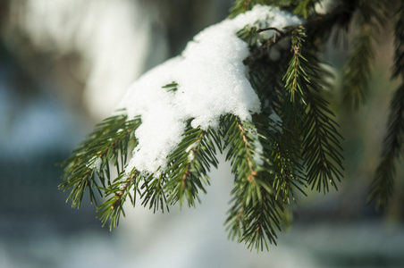 云杉在雪帽下的树枝