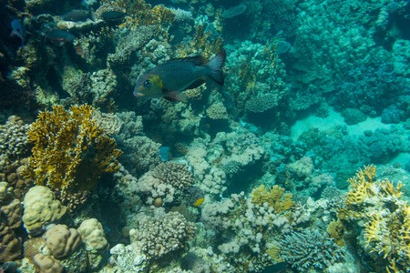 埃及沙姆沙伊赫红海美丽珊瑚礁水下景观