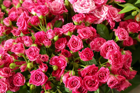 美丽的粉红色玫瑰作为背景