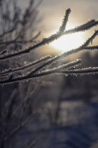 冰冻的树枝在雪地里