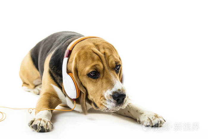 带耳机听白背景音乐的滑稽猎犬