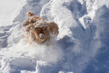 雪中欢快的猎犬，带着一张有趣的脸