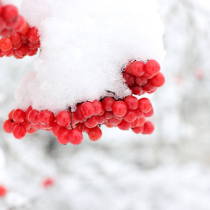 冬天在雪下冻结的振动。 雪中的振动。 第一场雪