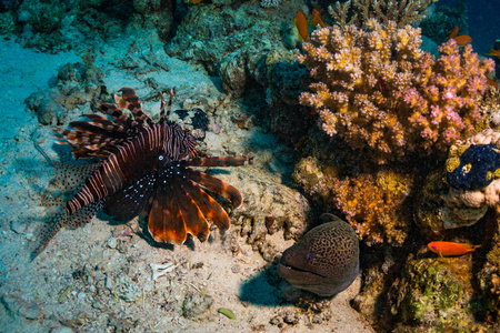 珊瑚礁上的狮子鱼和海葵