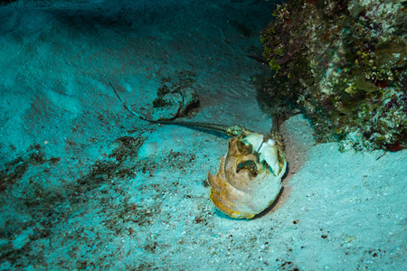 印度尼西亚巴厘岛海洋动植物水下拍摄
