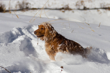 美丽的小猎犬在雪地里潜行