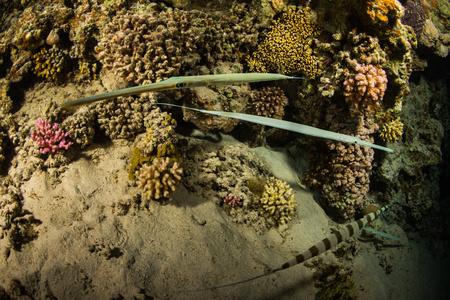 红海礁上的角鱼