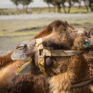印度喜马拉雅山脉中部沙漠中的骆驼
