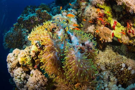 美丽的海底鱼在红海珊瑚礁上的美丽景色