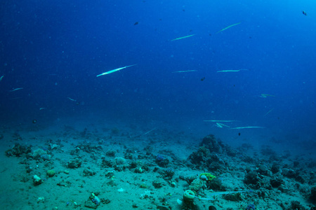 埃及沙姆沙伊赫红海珊瑚礁背景下美丽的热带鱼类