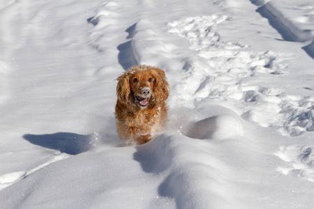 纯种快乐的英国公鸡猎犬在刚落的尘土飞扬的雪地里玩耍和奔跑