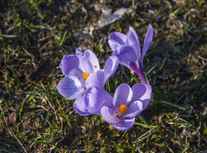 阳春花在晴天