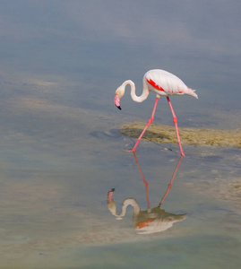 湖中的粉红火烈鸟
