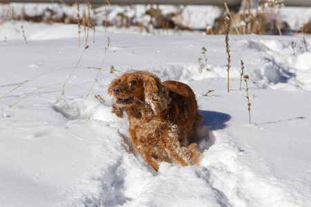 纯种快乐的英国公鸡猎犬在刚落的尘土飞扬的雪地里玩耍和奔跑