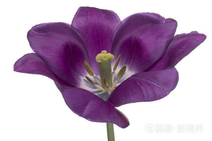 工作室拍摄的紫色郁金香花孤立在白色背景上 大场深(dof 宏观的.