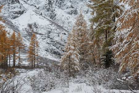 多云的早晨。 雪覆盖冬山湖俄罗斯西伯利亚阿尔泰山丘崖岭。