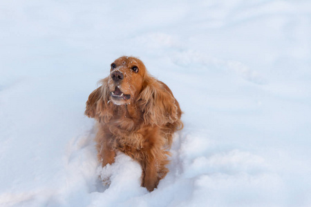 纯种快乐的英国公鸡猎犬在刚落的尘土飞扬的雪地里玩耍和奔跑