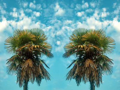 棕榈树对抗蓝天。