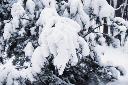 被雪覆盖的森林针叶树的分枝。自然纹理和背景