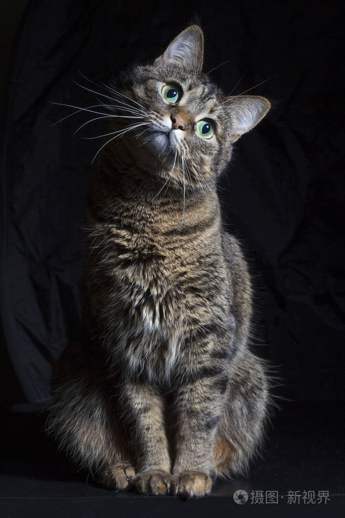 黑色背景下的家用猫