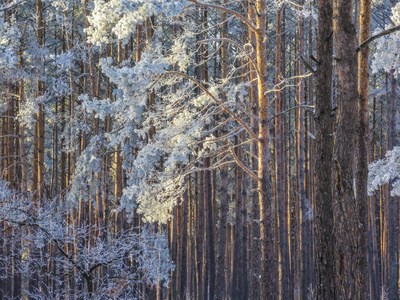 美丽的阳光明媚的冬天松林，树上有霜。 冬季背景