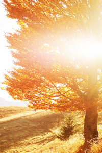 喀尔巴阡山金色秋天树的景色
