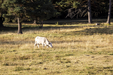 在阳光明媚的日子里，奶牛在草地上沸腾