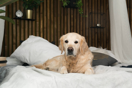 金毛猎犬纯种小狗狗在外套和枕头在床上在房子或酒店。 斯堪的纳维亚风格与绿色植物客厅内部艺术装饰公寓。 宠物友好概念
