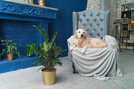 金色猎犬纯种小狗狗在灰色扶手椅上的房子或酒店大堂。 经典风格与绿色植物，水泥，蓝色砖墙，客厅，室内艺术装饰公寓。 宠物友好的概念
