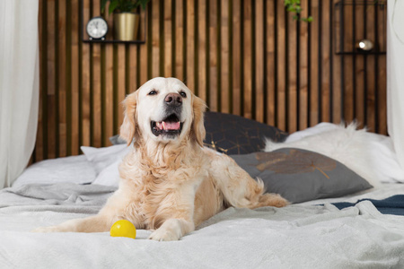 金毛猎犬小狗与玩具在床上的房子或酒店。 斯坎迪风格与绿色植物客厅内部艺术装饰公寓。 宠物友好概念复制空间。
