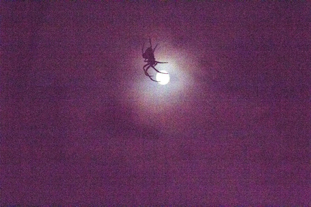 令人毛骨悚然的蜘蛛网之夜图片