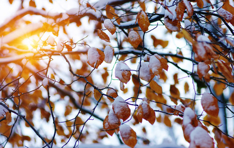 阳光下雪中的黄色叶子。 晚秋和初冬。 模糊的自然背景与浅D of。 第一次降雪。