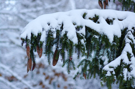 冬天覆盖着雪的云杉枝