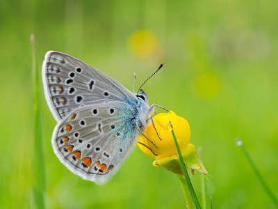 春季自然栖息地的蝴蝶Plebe jusargus