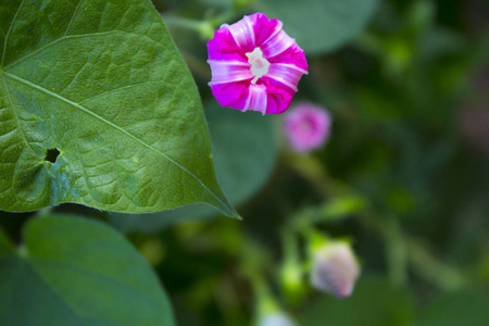 奇异花哈拉帕粉红色花园植物