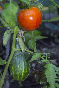 黄瓜番茄植物菜园