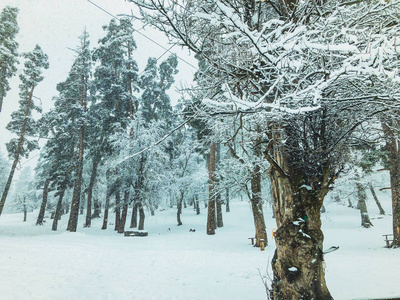在雪中的树下板凳。降雪。雪中的树。巴库里亚尼山区滑雪胜地