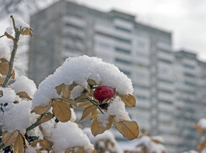 红色和橙色的玫瑰臀部覆盖着雪，模糊的城市建筑背景。