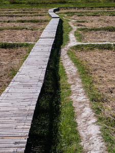 竹步道，用竹木搭建的步道稻田中的小径