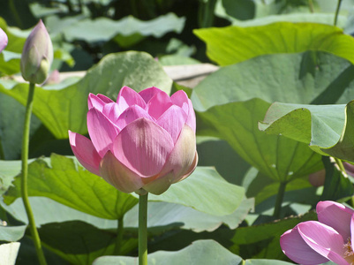 美丽的自然景观绽放的百合花在湖