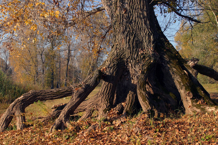 秋季树林分枝根的特写
