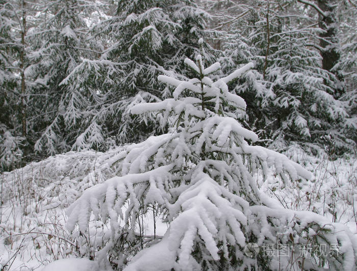 松林的冬季景观,树木覆盖着霜雪